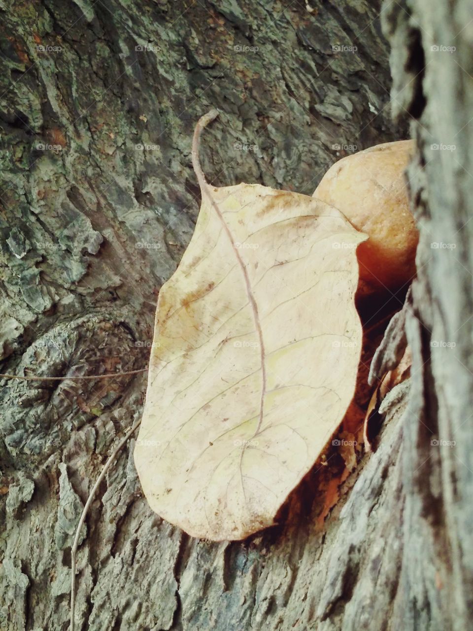 autumn and the dry leaf