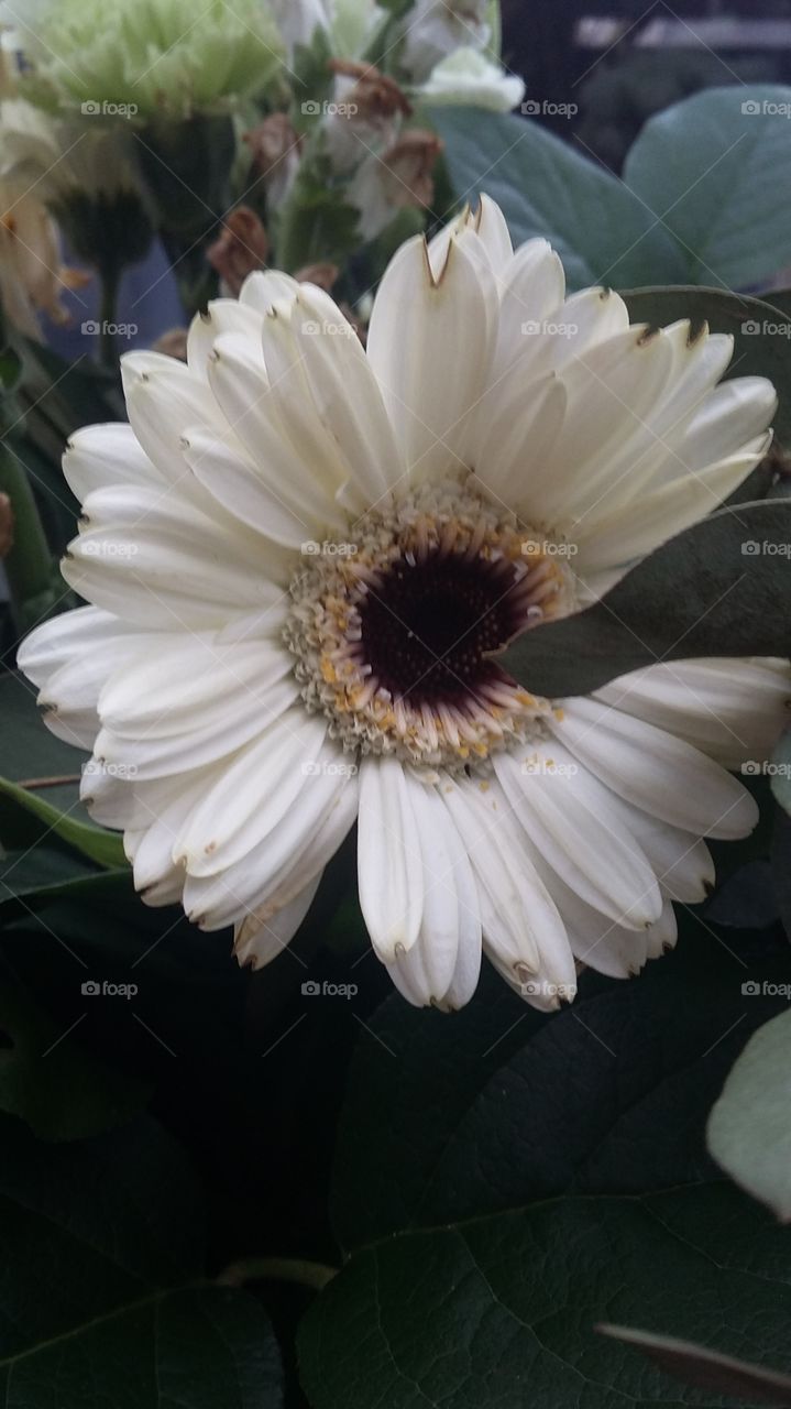 beautiful white flower from a vase