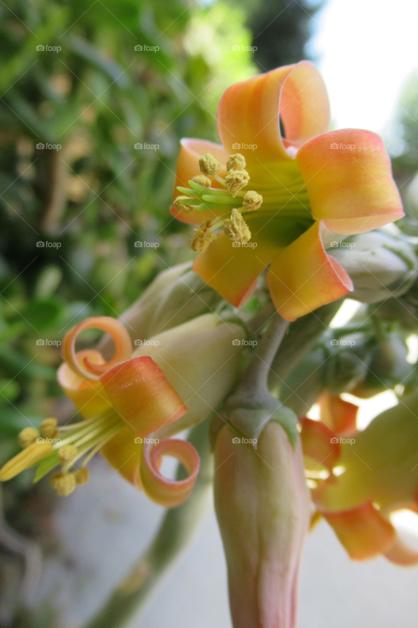 Succulent flowers