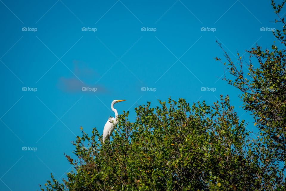 Egret on wetlands farm 