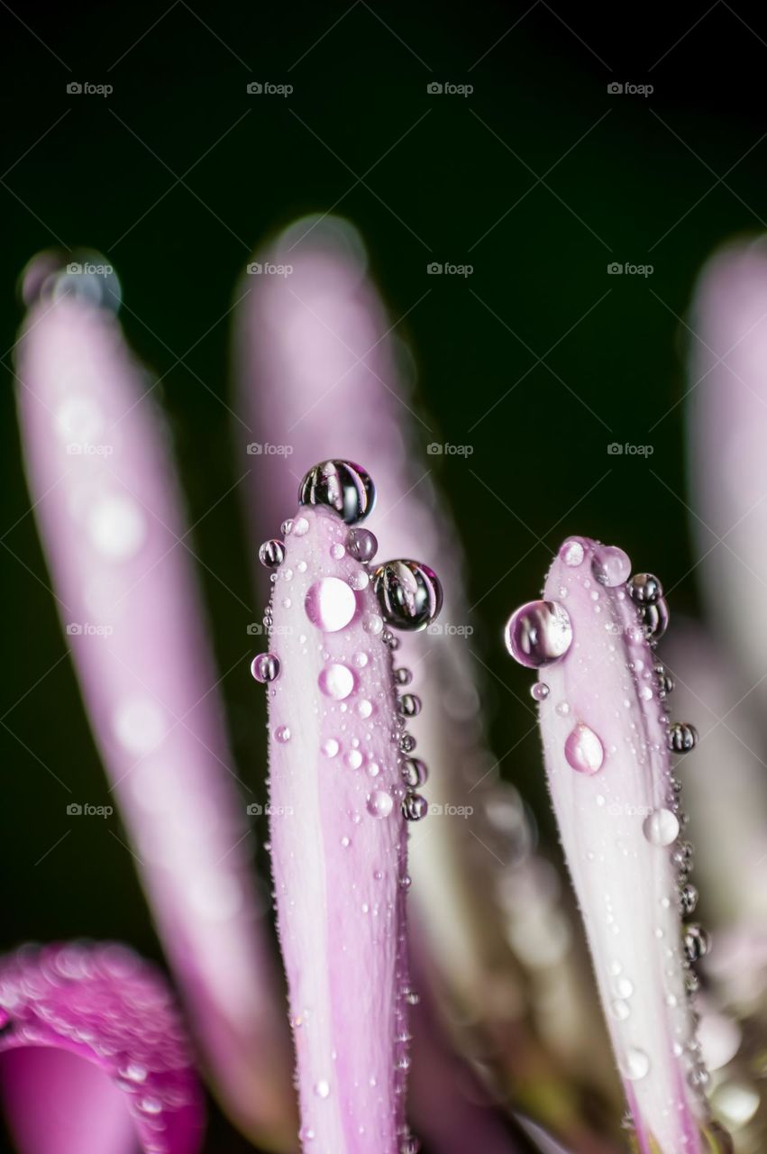 Macro view of dewdrops on flower.