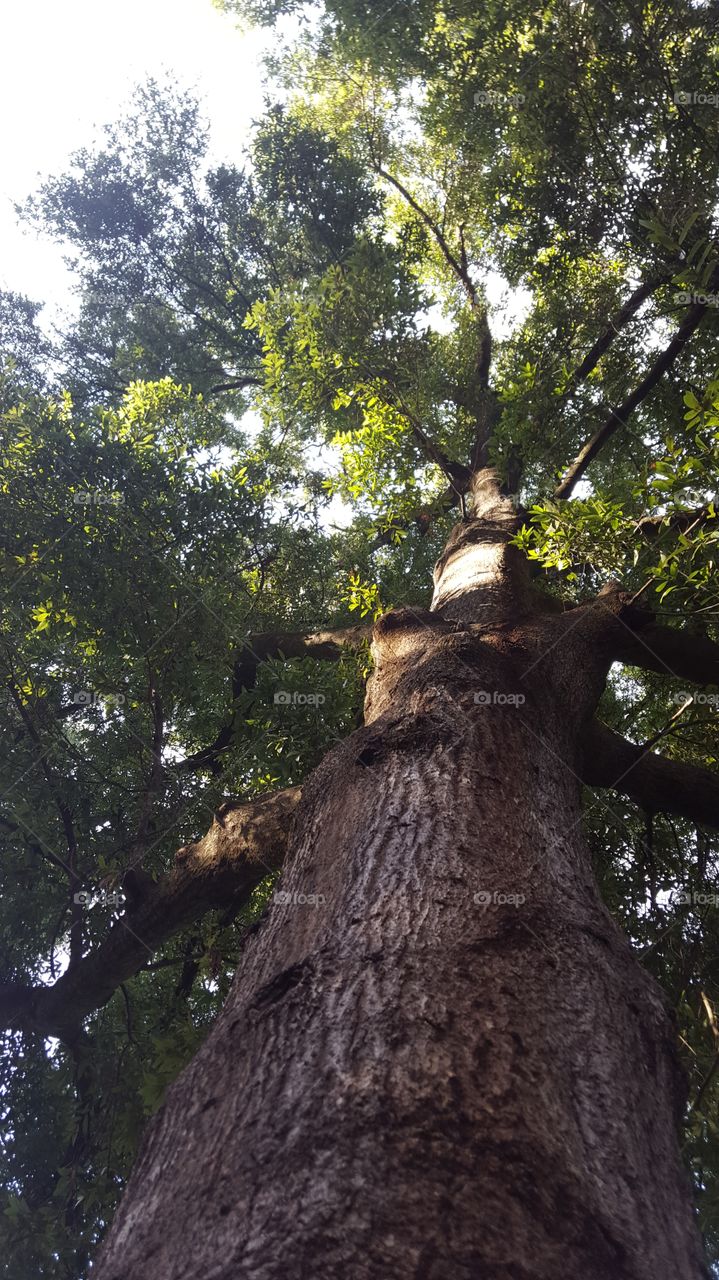 dog's eye view up the tree