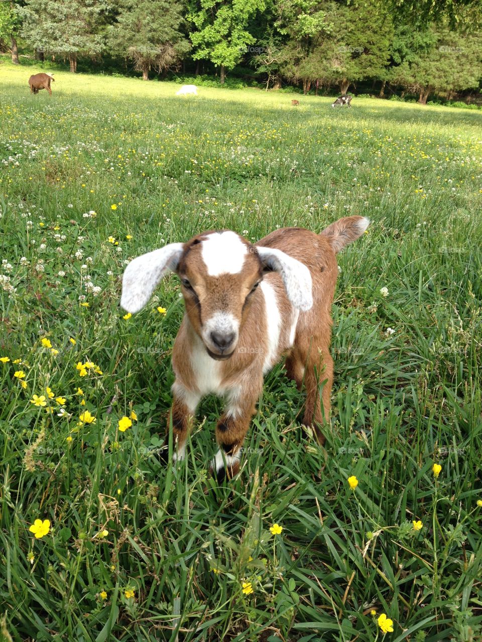 Baby goat