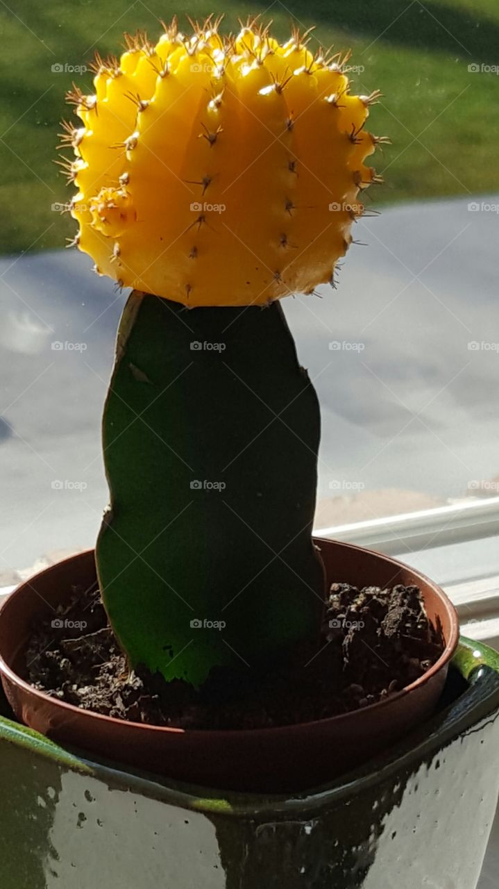 cactus in pot