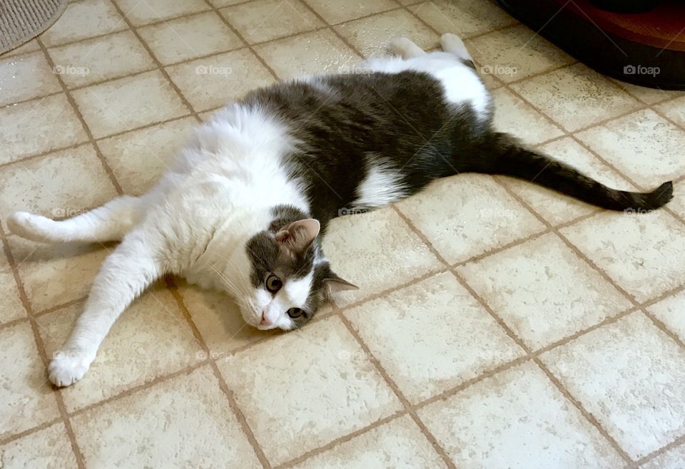 Black & White Cat Stretched Out on Floor