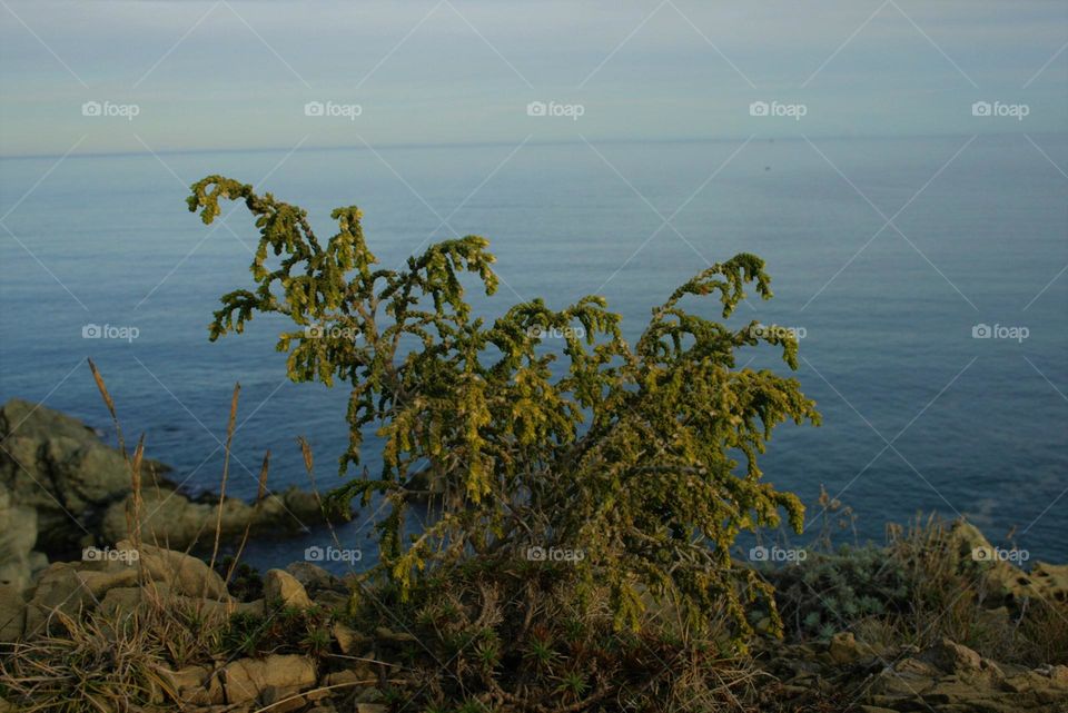 Stony nature with ocean