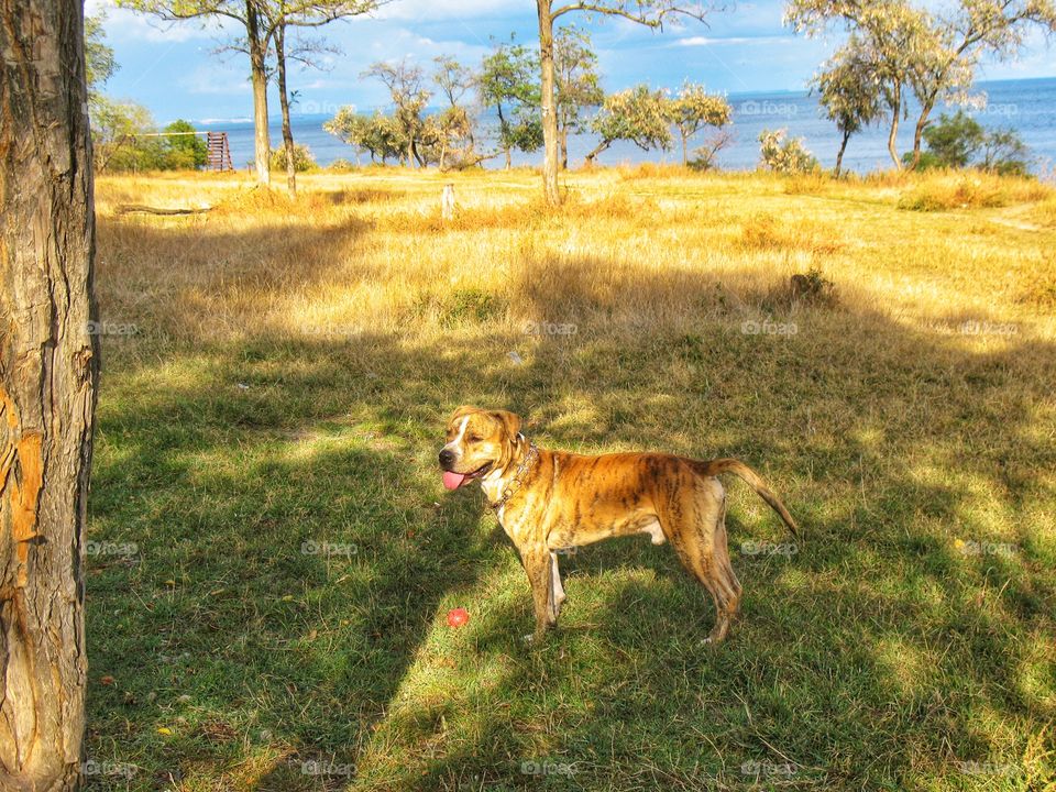 dog in the wild собаки
