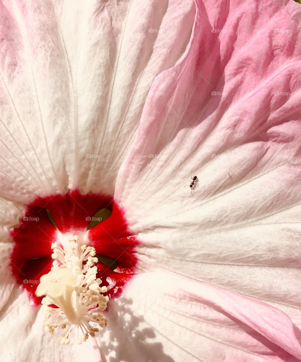 Tiny ant on hibiscus bloom