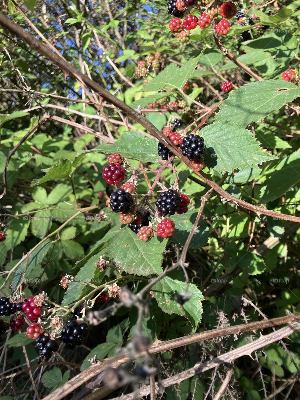 Blackberries 