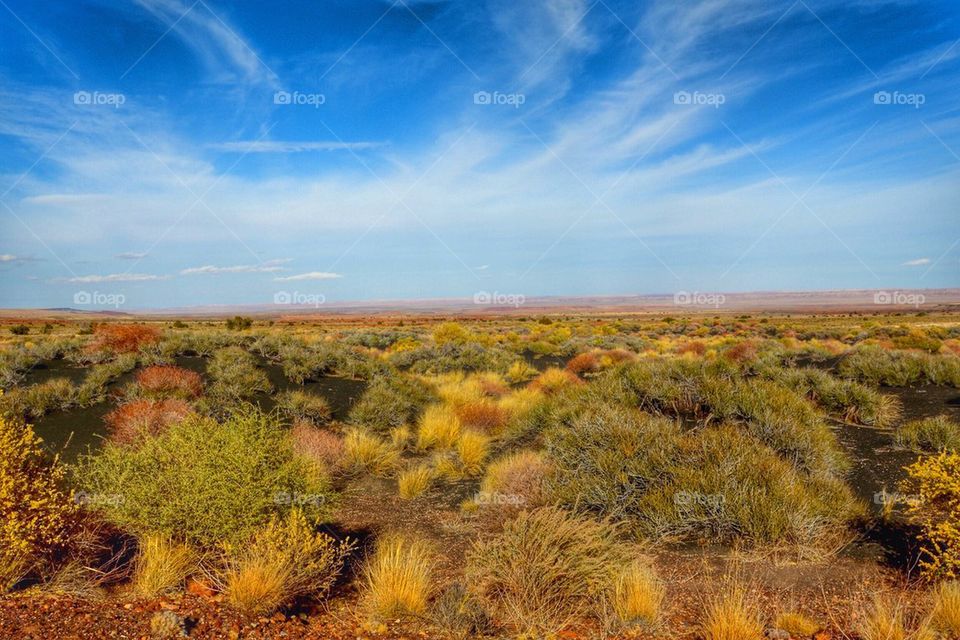 Arizona Desert