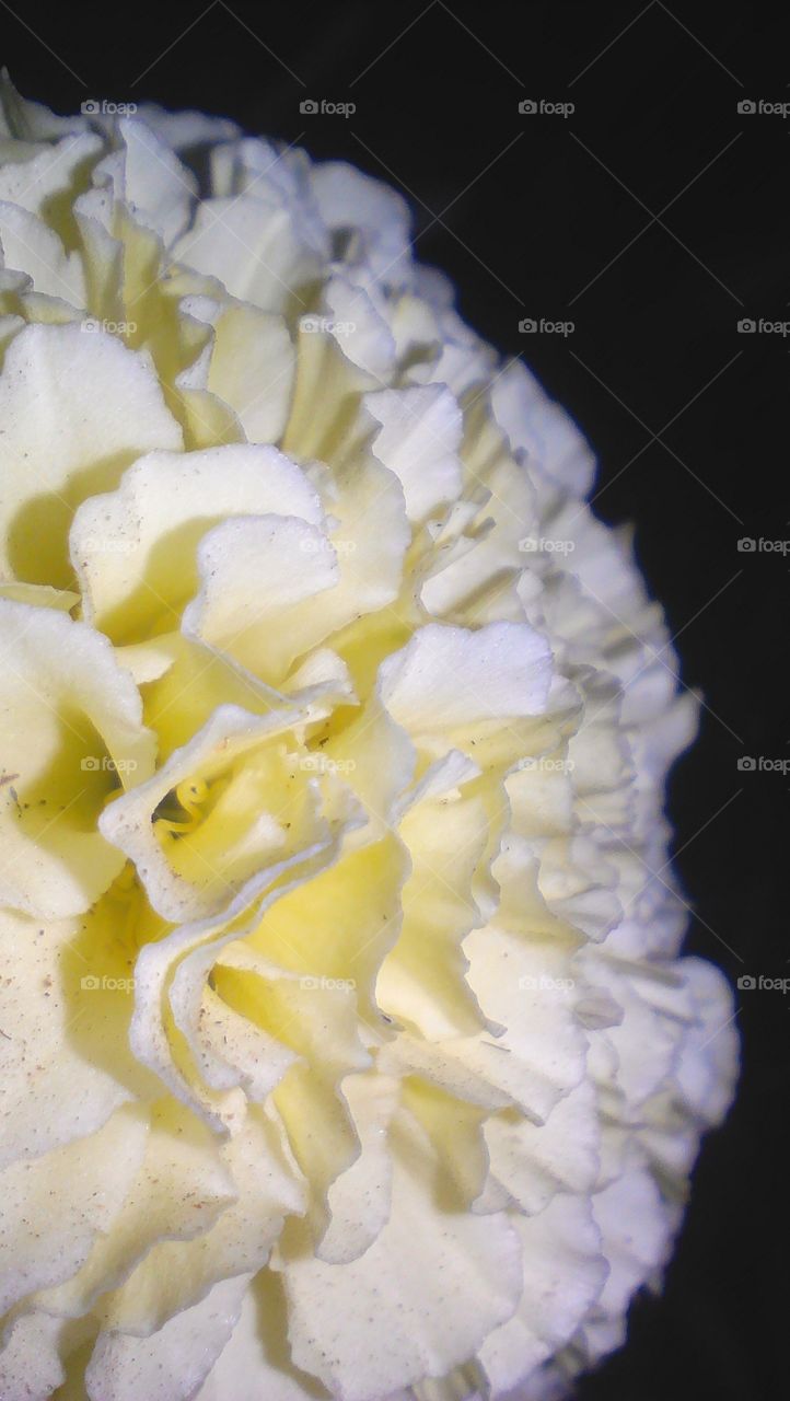 Beautiful white yellowish Marigold flower