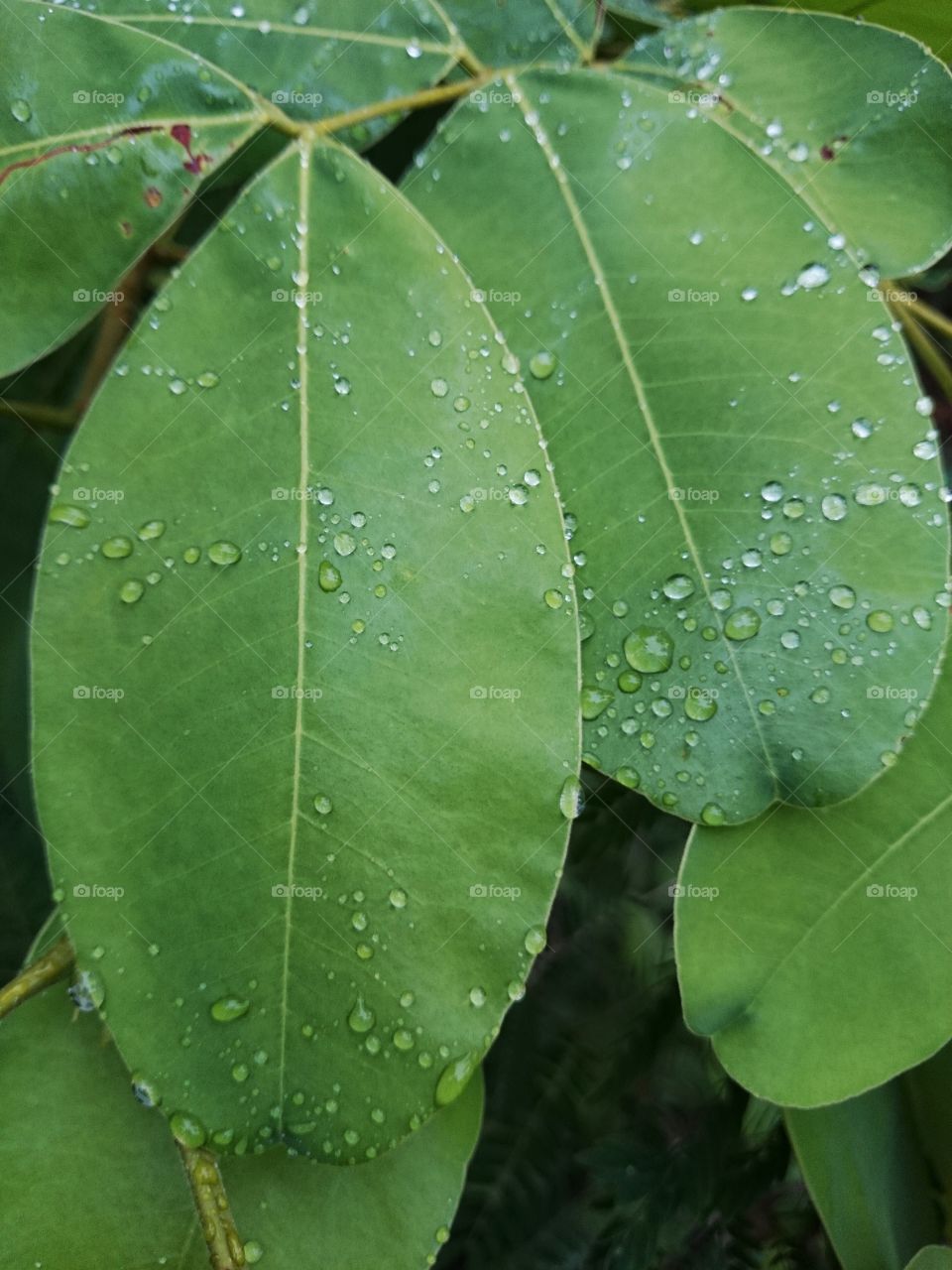 Drop on green leaf . Drop on green leaf, fresh 