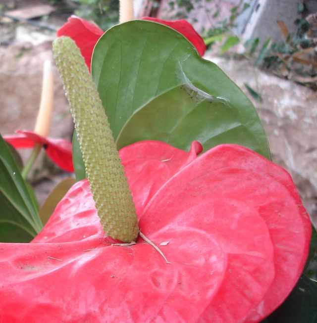 Erotic Nature