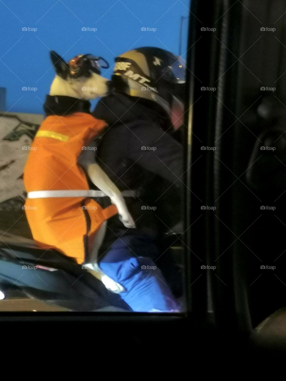 A traveling dog in its motorcycle 