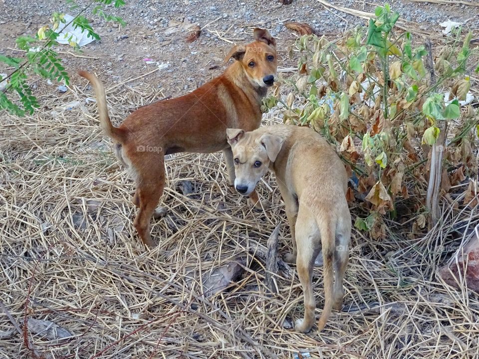 two dogs. go together