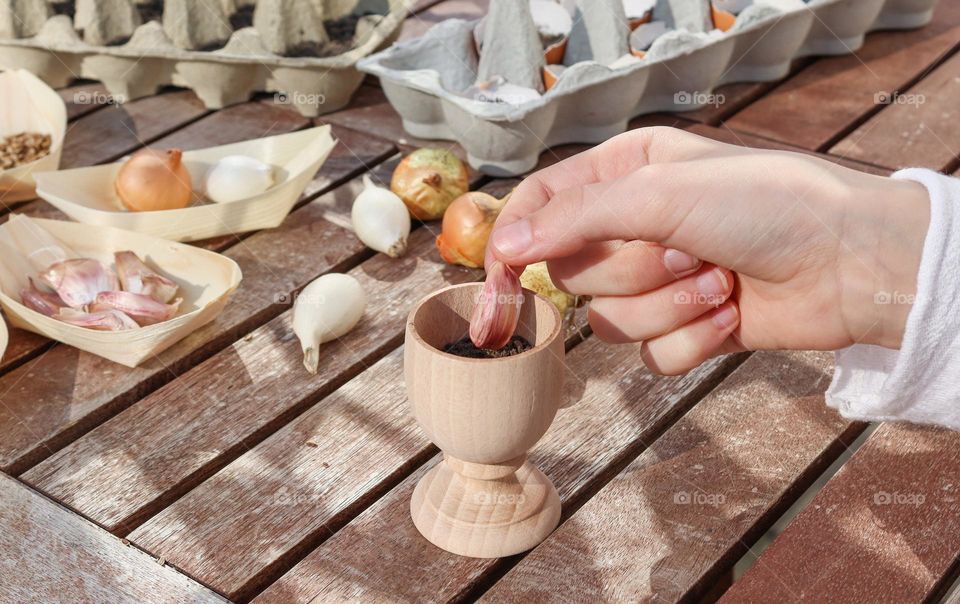 Hand of a caucasian teenager girl weighs a clove of garlic in a wooden cup with black soil while sitting at a wooden table in the backyard of a house on a sunny spring day, close-up side view. The concept of planting garlic.