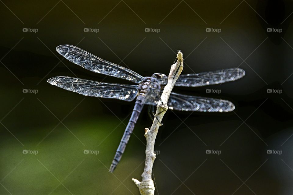 dragonfly on a limb
