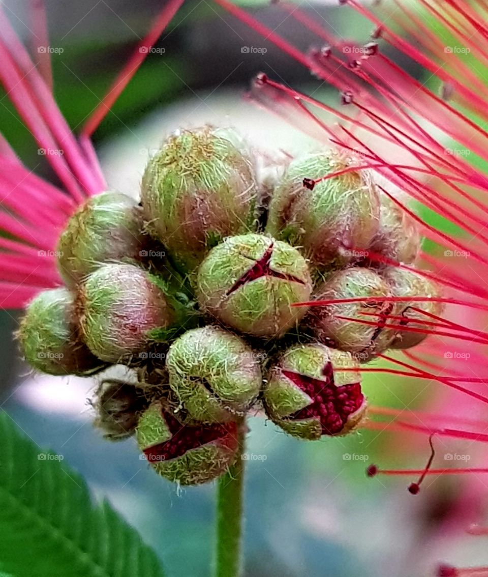 calliandra - red powder puff flower