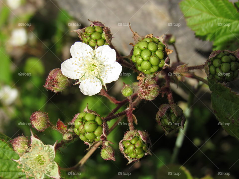 fruit