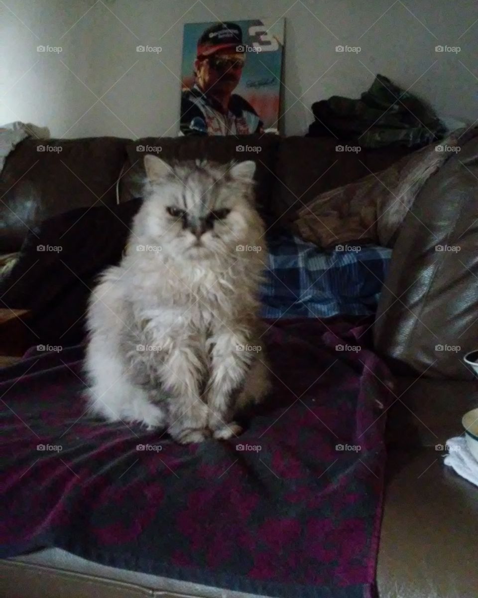 Persian buggers 18 years old