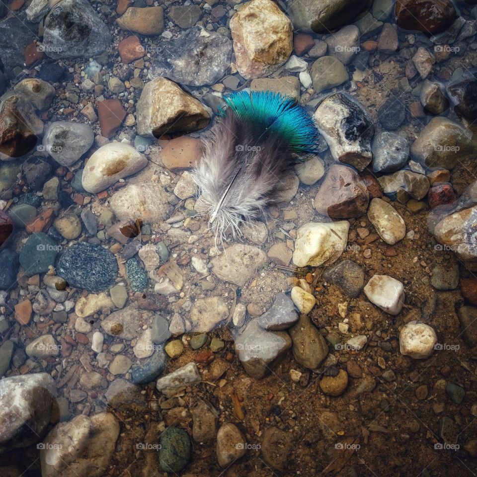 peacock feather in rocky creek