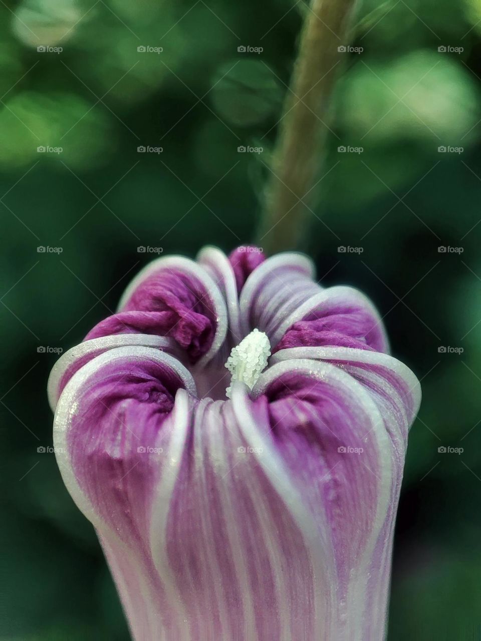 Macro photo of a flower growing in the garden