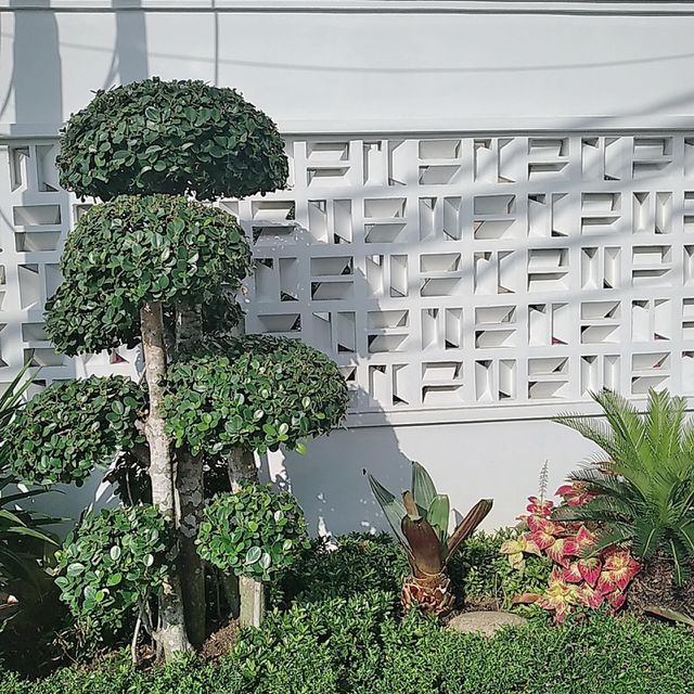 Plants in the yard