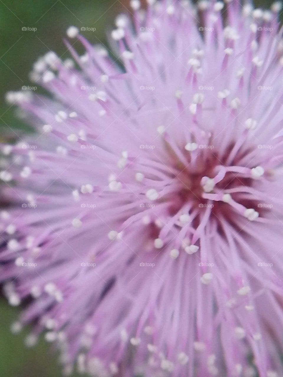 mimosa close up