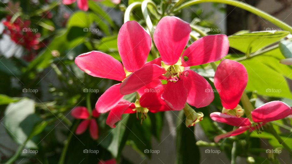 Beautiful red flower. Madhabilata