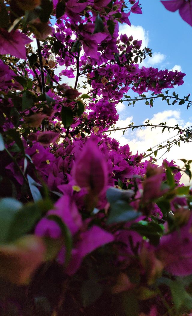 These roses are scattered against a natural backdrop of lush green foliage. The sky light gently cascades over the petals, highlighting their beauty and luster. The atmosphere is dreamy, soothing, and calming.