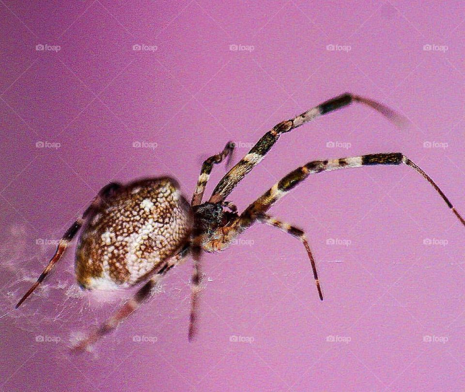 Spider macro