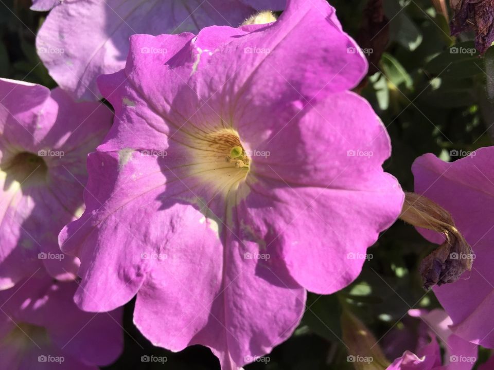 Purple bloom