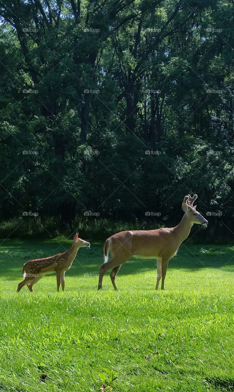 Buck in velvet with fawn. Summer morning enjoying wildlife
