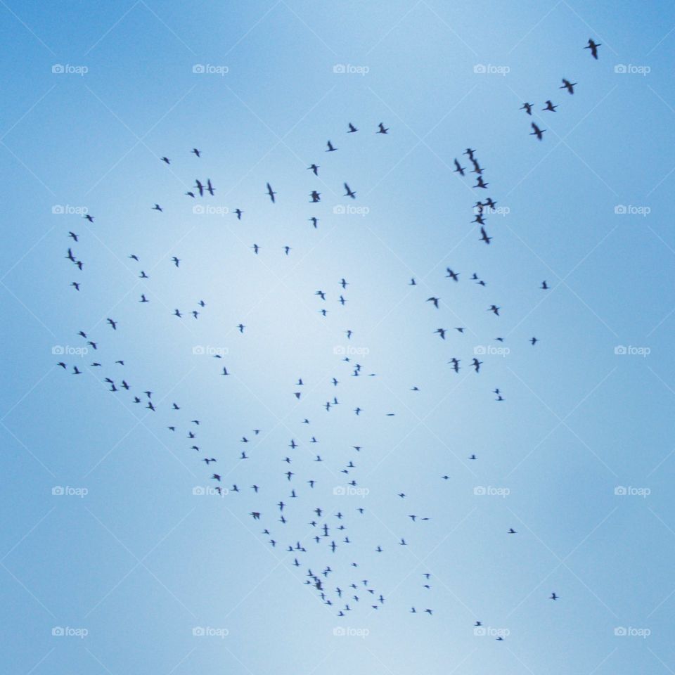 vol d'oiseaux migrateurs au dessus du Nil