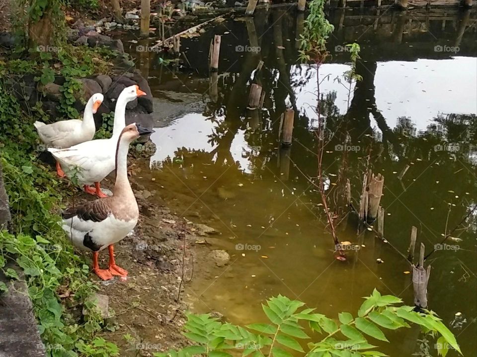 Goose on the pond