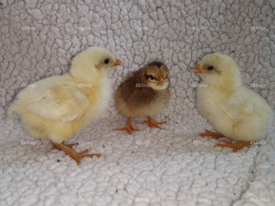 Three Spring Chicks