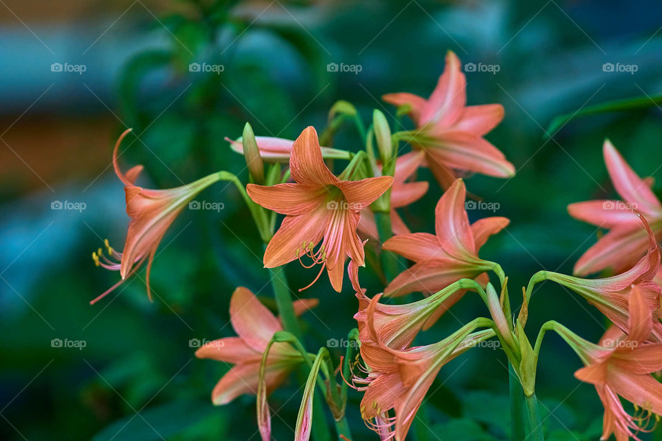 Floral photography - Stripped Lilly