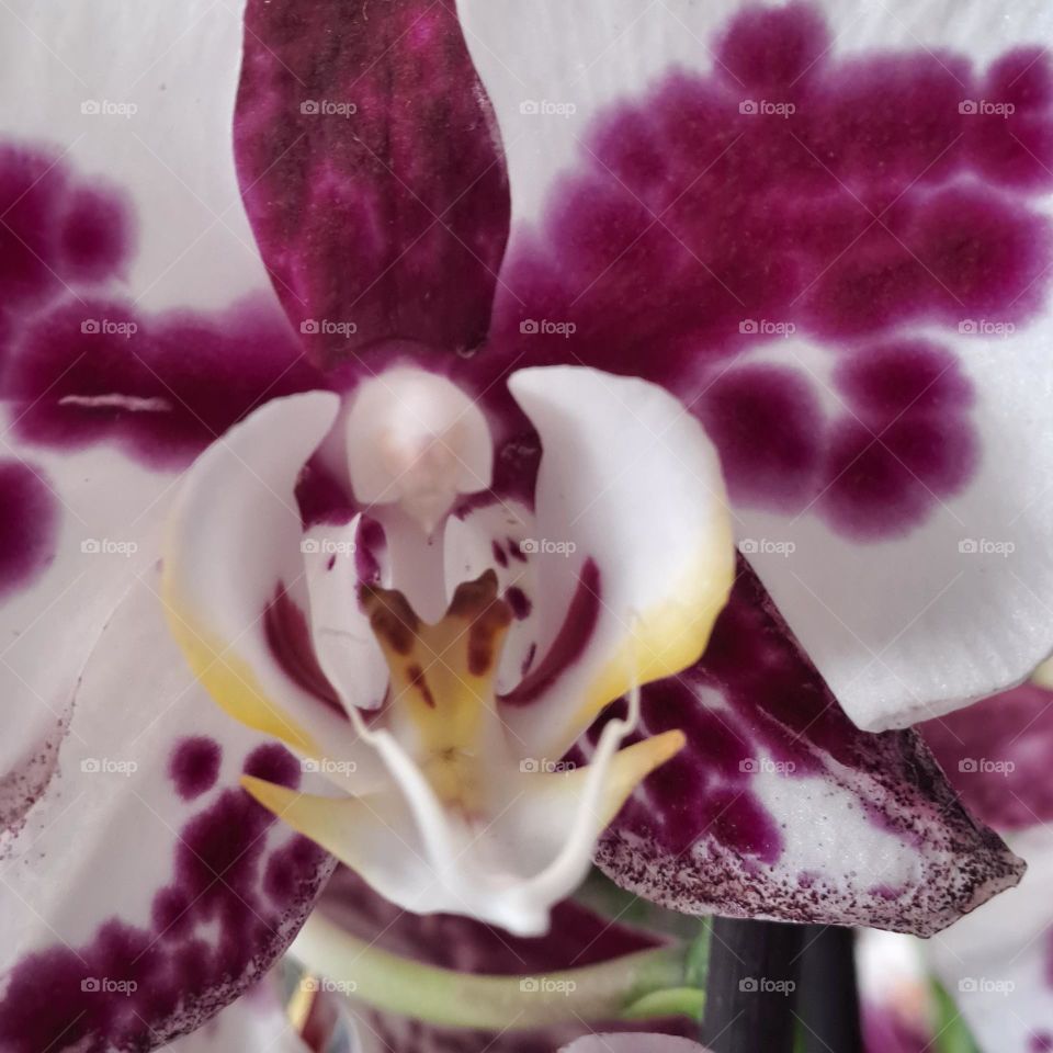closeup of orchid white and burgundy, flower bloom