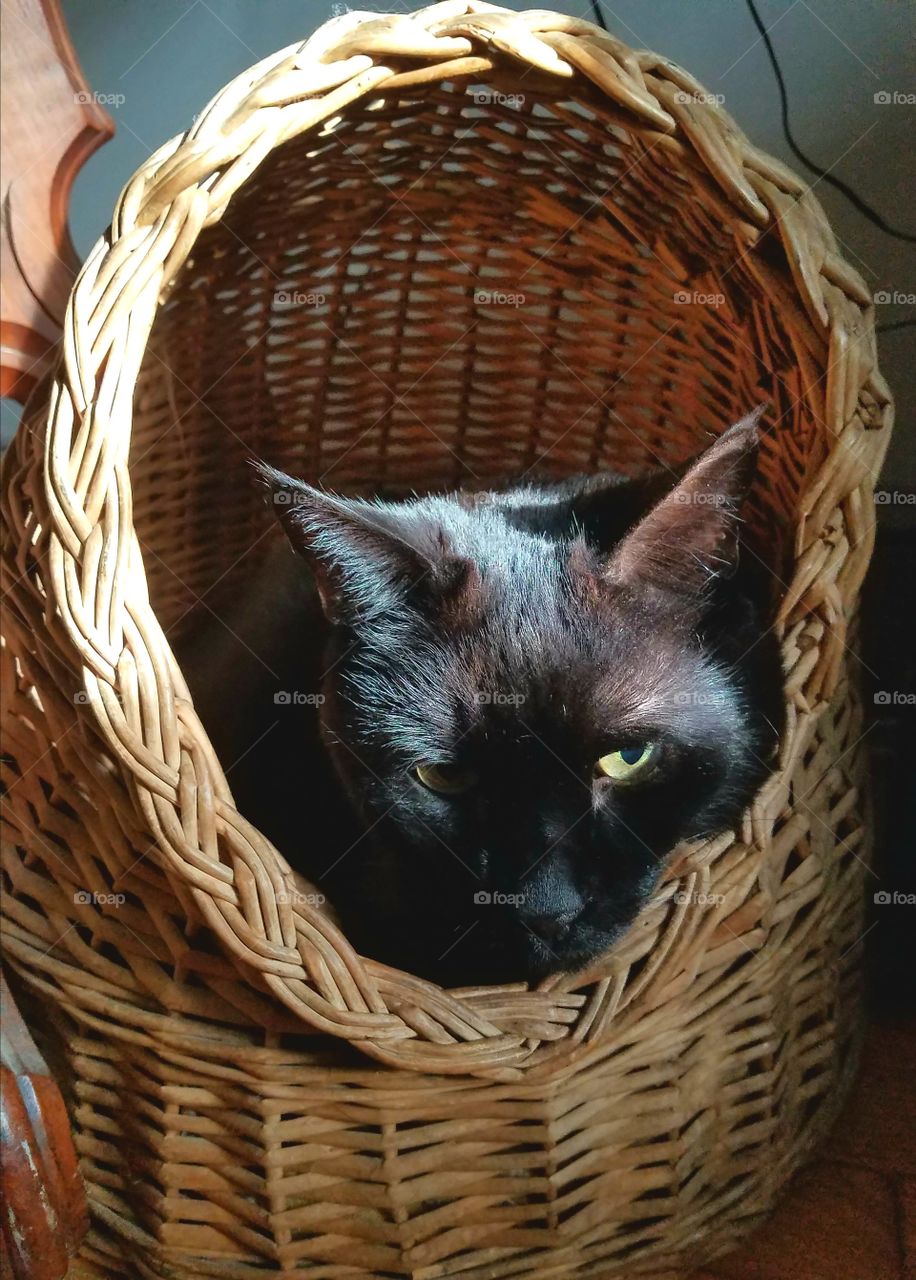Black cat in wicker enclosed bed, looking out, green eyes & shiny fur.