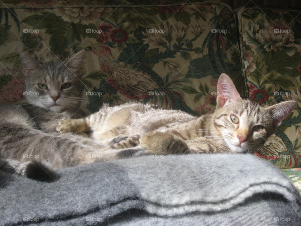 Two lazy cats 