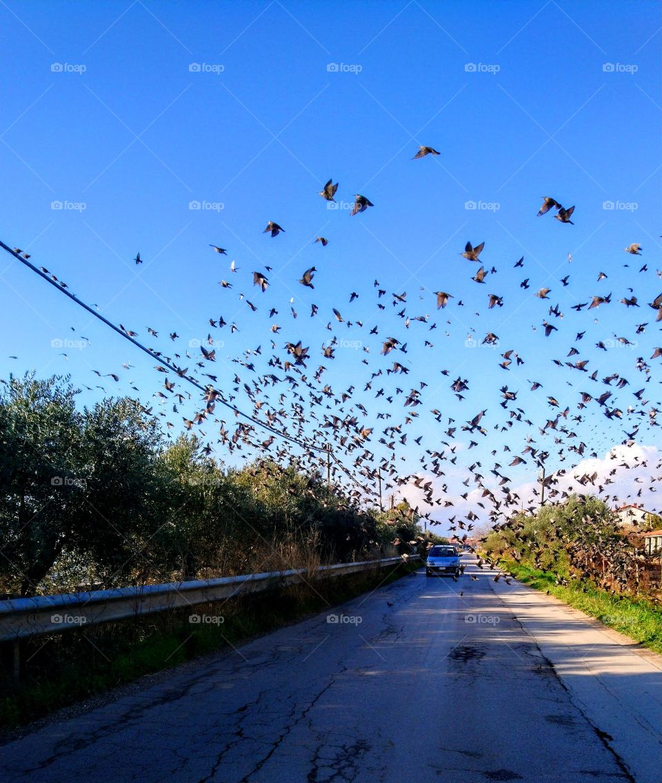 birds flying above a country side road