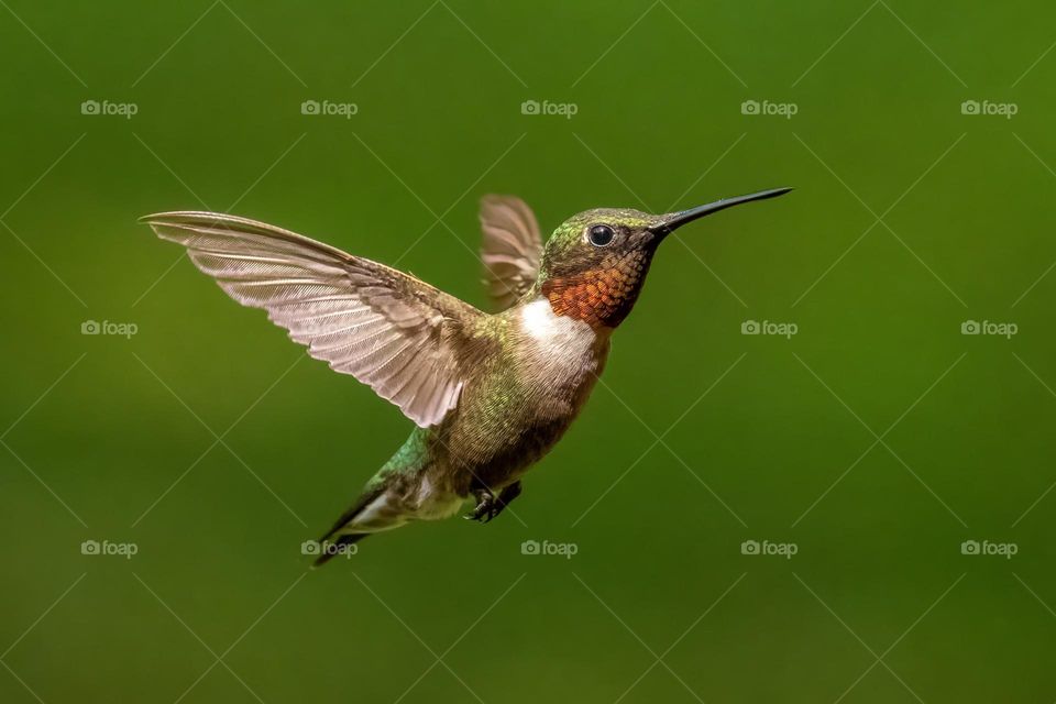 A male Ruby-throated hummingbird hovers in the air. Tennessee. 