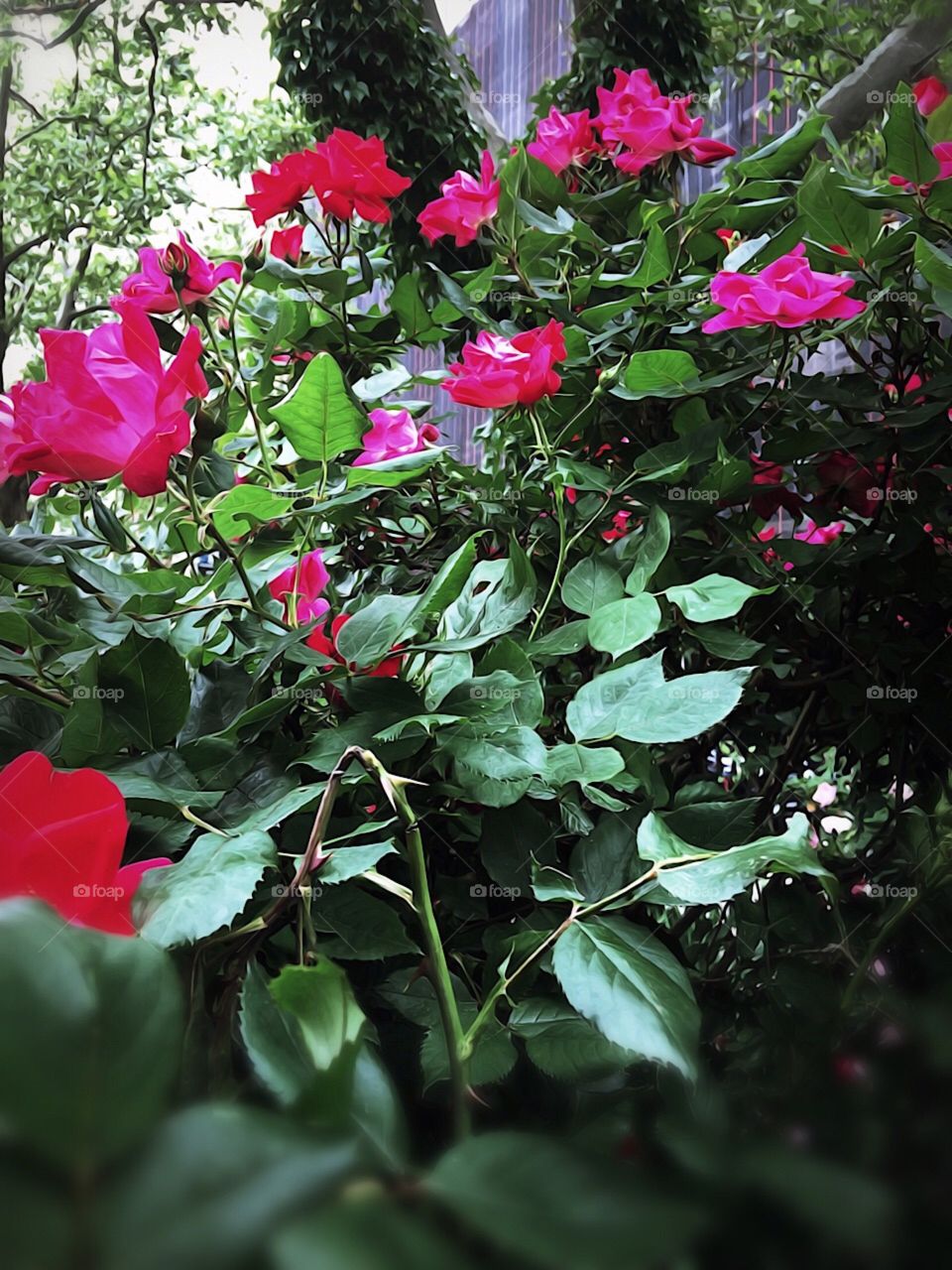 Nature/Landscape/Flowers, Red Roses - Dewitt Clinton Park, Manhattan, New York City. Instagram,@PennyPeronto