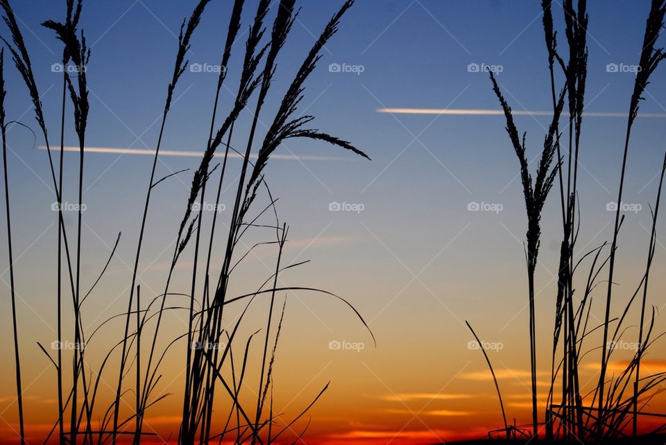 Crops at sunset