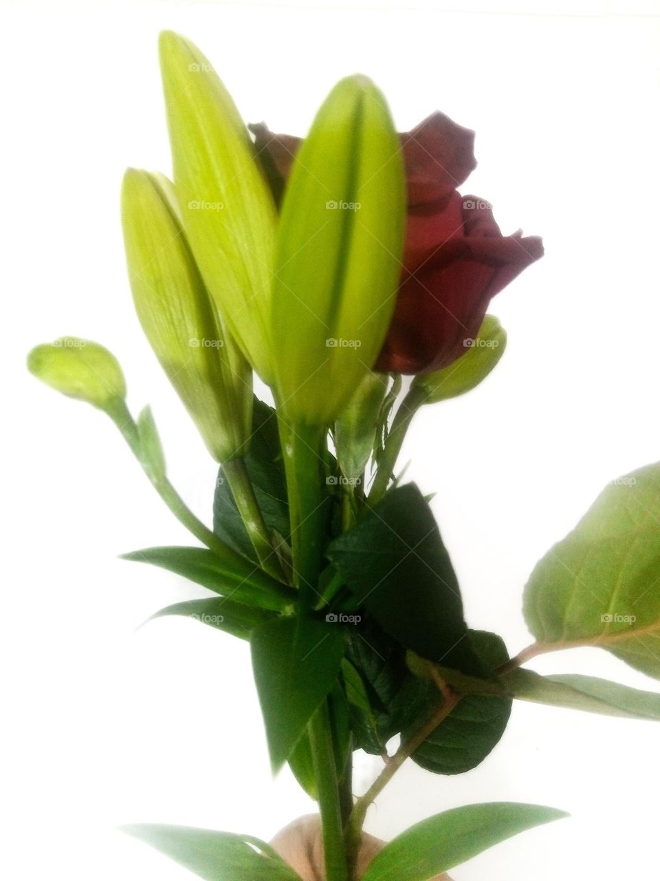 a partially blooming bouquet, featuring a closed red rose accompanied by lily buds
