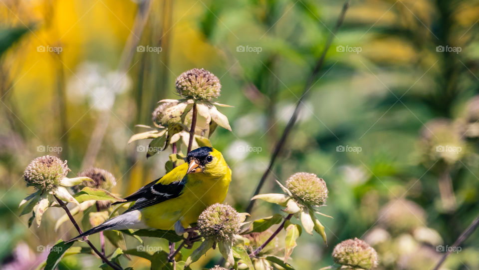 American Goldfinch Having a Snack 