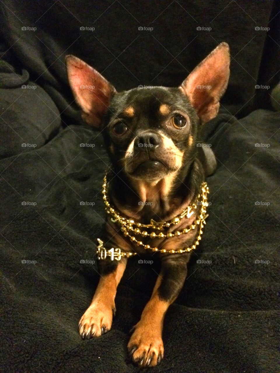 Dog Chains. Chihuahua with some gold BLING.🌟🌟