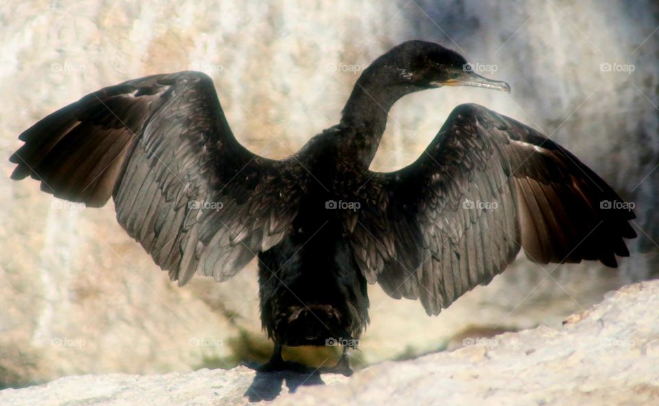 Cormorant from Behind