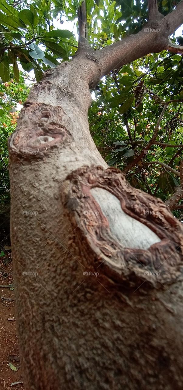 tree branch close shoot