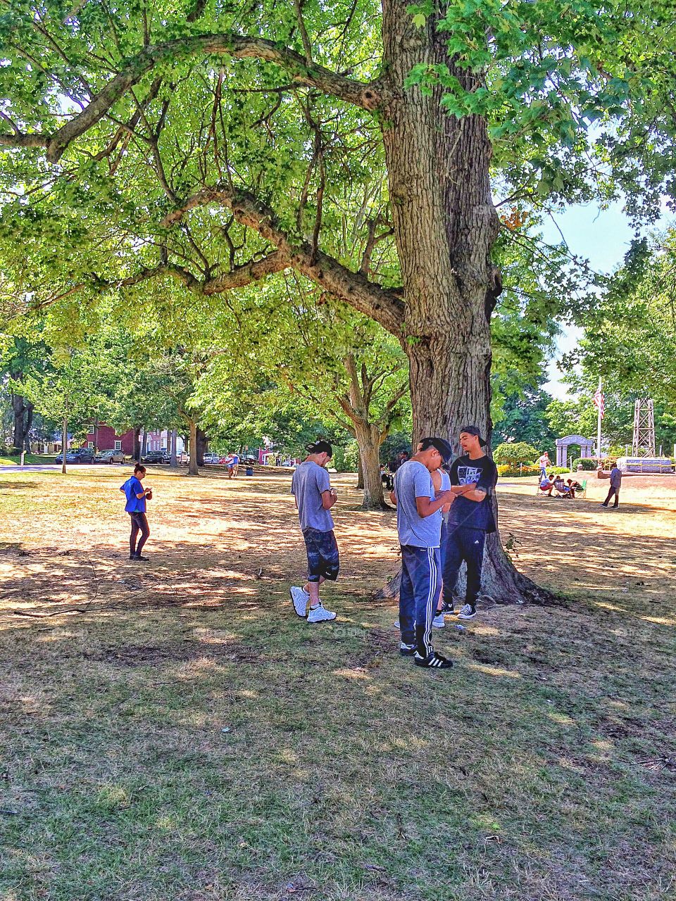 People standing in park near big tree